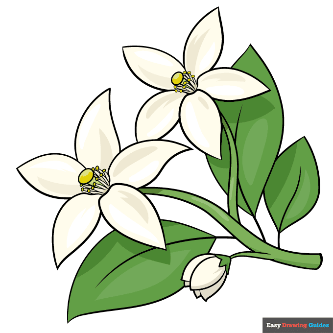Orange Blossom step-by-step drawing tutorial: step 10