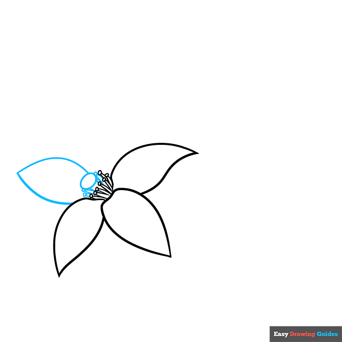 Orange Blossom step-by-step drawing tutorial: step 3