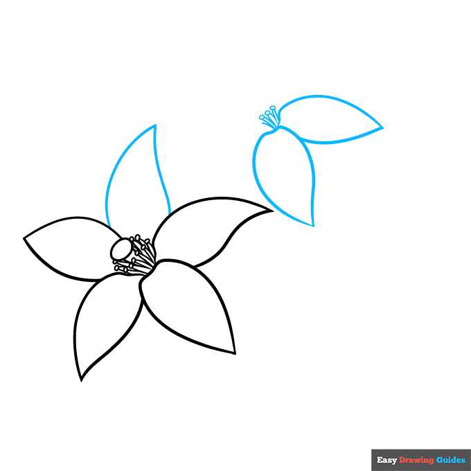 Orange Blossom step-by-step drawing tutorial: step 4