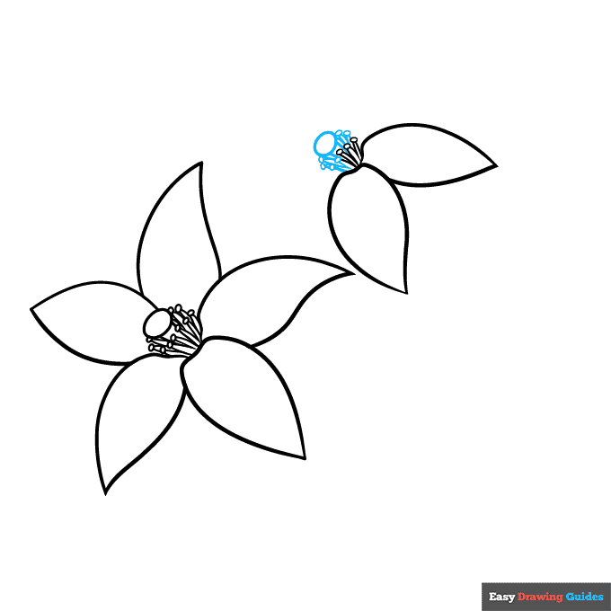 Orange Blossom step-by-step drawing tutorial: step 5