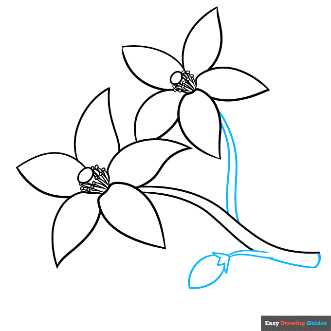 Orange Blossom step-by-step drawing tutorial: step 7