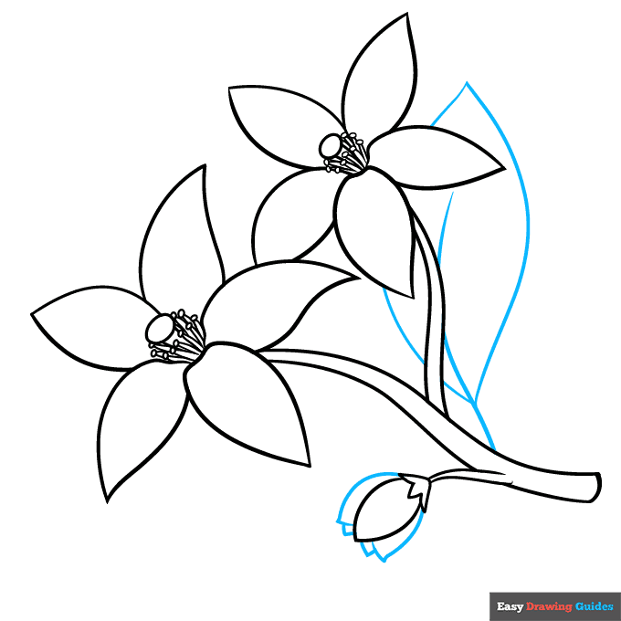 Orange Blossom step-by-step drawing tutorial: step 8