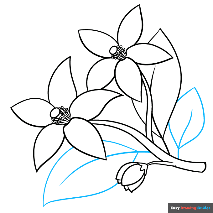 Orange Blossom step-by-step drawing tutorial: step 9