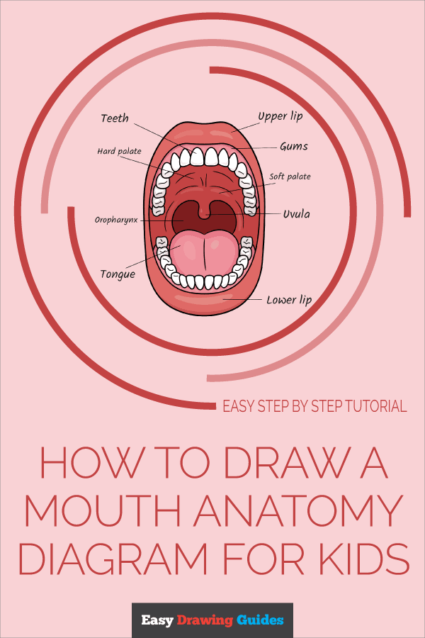 How to Draw a Mouth Anatomy Diagram For Kids Pinterest Image