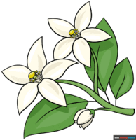 How to Draw an Orange Blossom