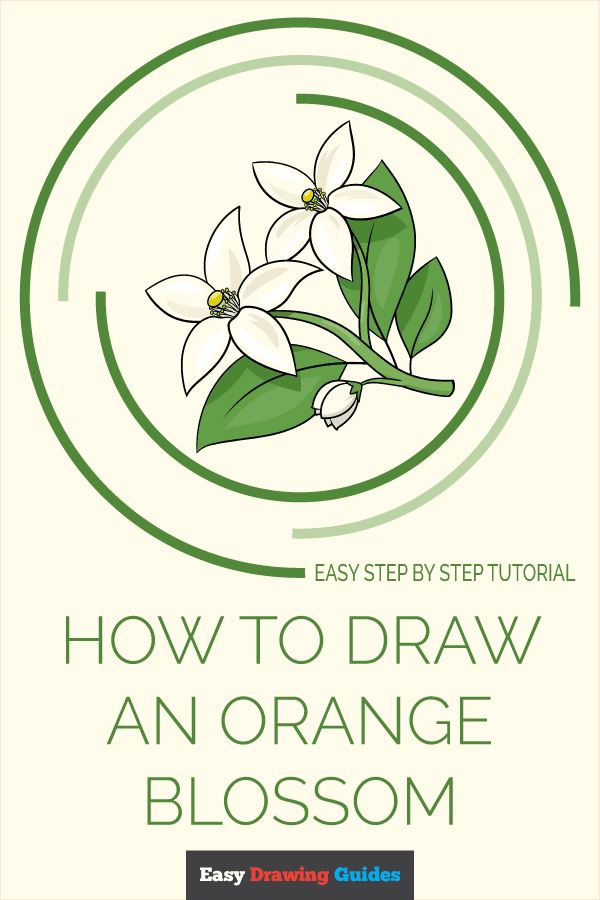 How to Draw an Orange Blossom Pinterest Image