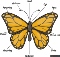 How to Draw Butterfly Body Parts