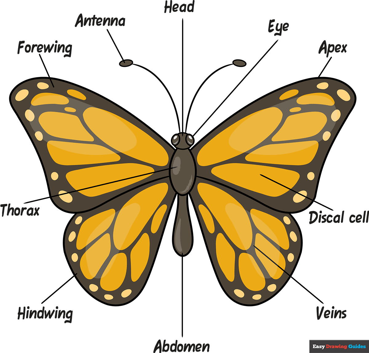 How to Draw Butterfly Body Parts Featured Image