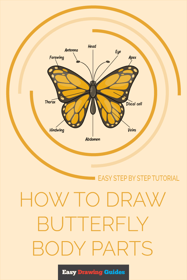 How to Draw Butterfly Body Parts Pinterest Image