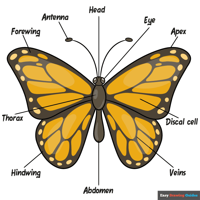 butterfly body parts step-by-step drawing tutorial: step 10
