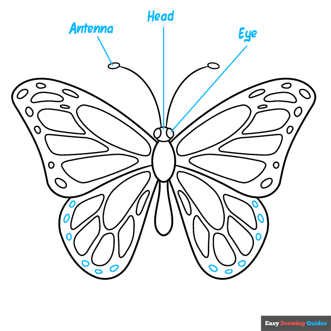 butterfly body parts step-by-step drawing tutorial: step 8