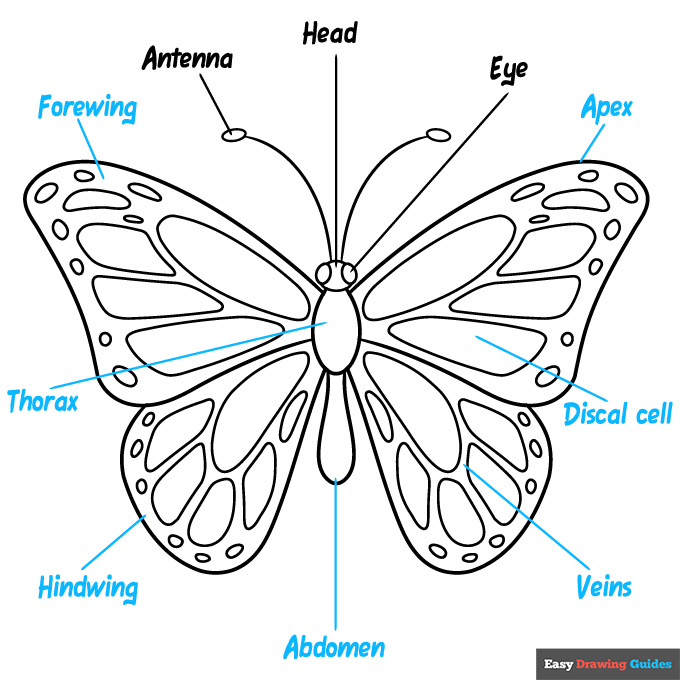 butterfly body parts step-by-step drawing tutorial: step 9