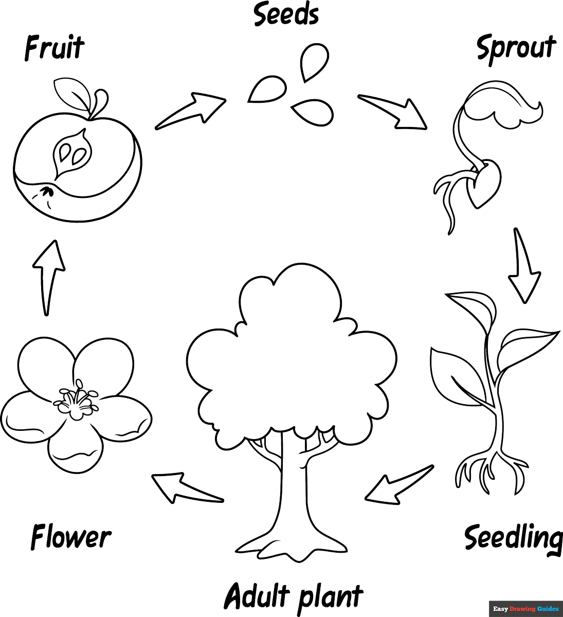 Free printable plant life cycle coloring page