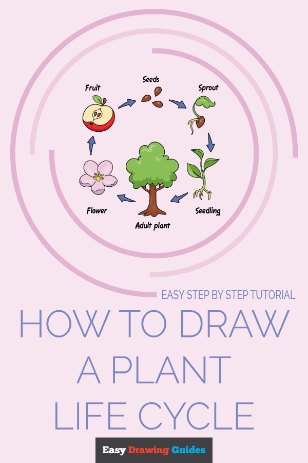 How to Draw a Plant Life Cycle Pinterest Image