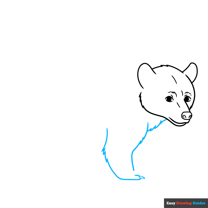 Black Bear step-by-step drawing tutorial: step 4