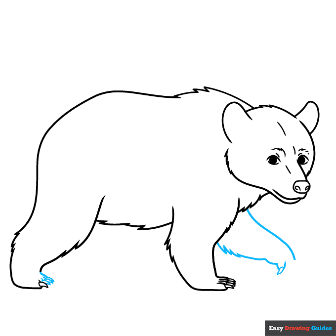 Black Bear step-by-step drawing tutorial: step 7