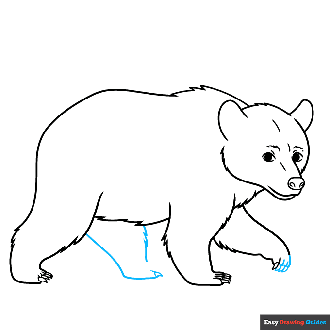 Black Bear step-by-step drawing tutorial: step 8