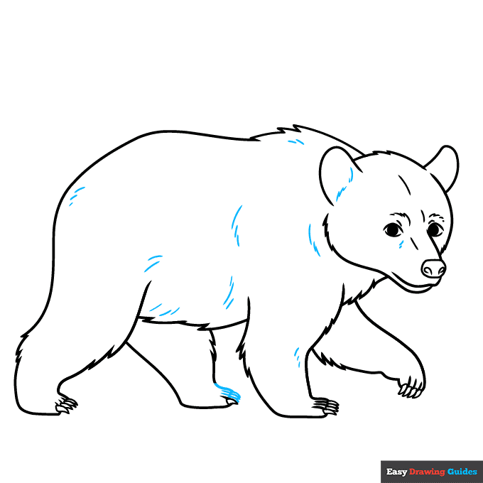 Black Bear step-by-step drawing tutorial: step 9