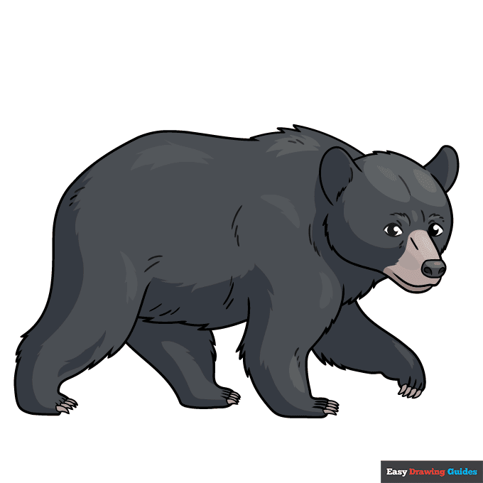 Black Bear step-by-step drawing tutorial: step 11