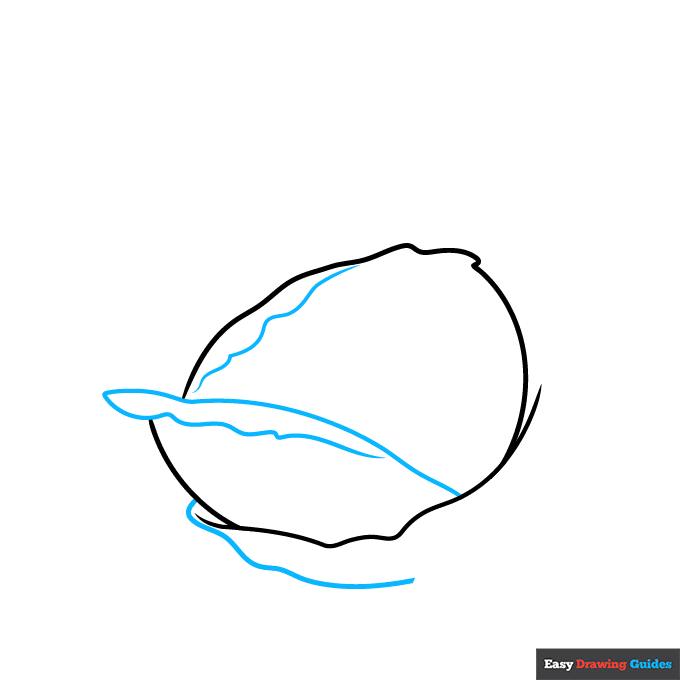Cabbage step-by-step drawing tutorial: step 2