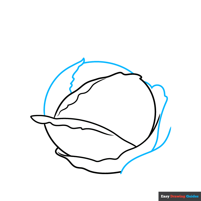 Cabbage step-by-step drawing tutorial: step 3
