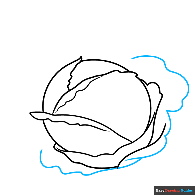 Cabbage step-by-step drawing tutorial: step 4