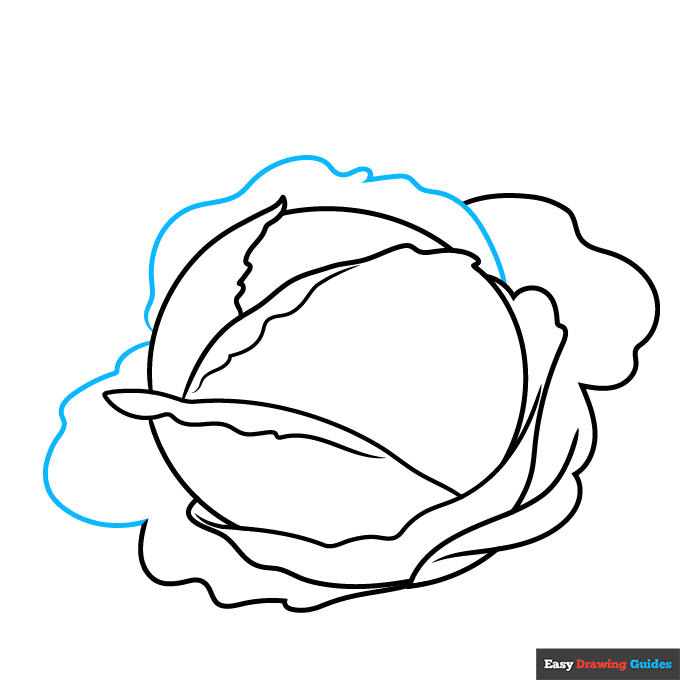 Cabbage step-by-step drawing tutorial: step 5