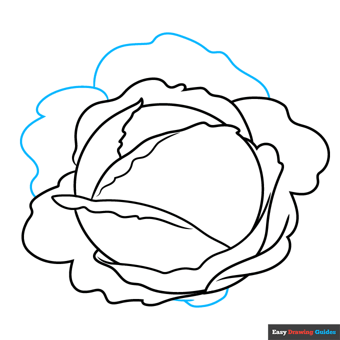 Cabbage step-by-step drawing tutorial: step 6