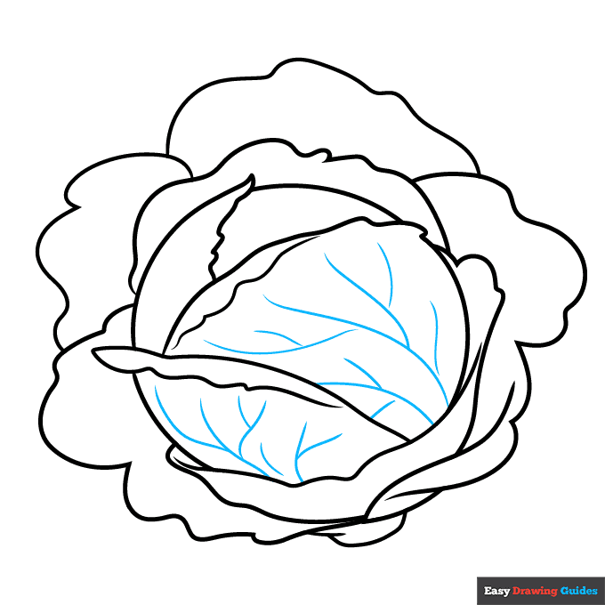 Cabbage step-by-step drawing tutorial: step 7