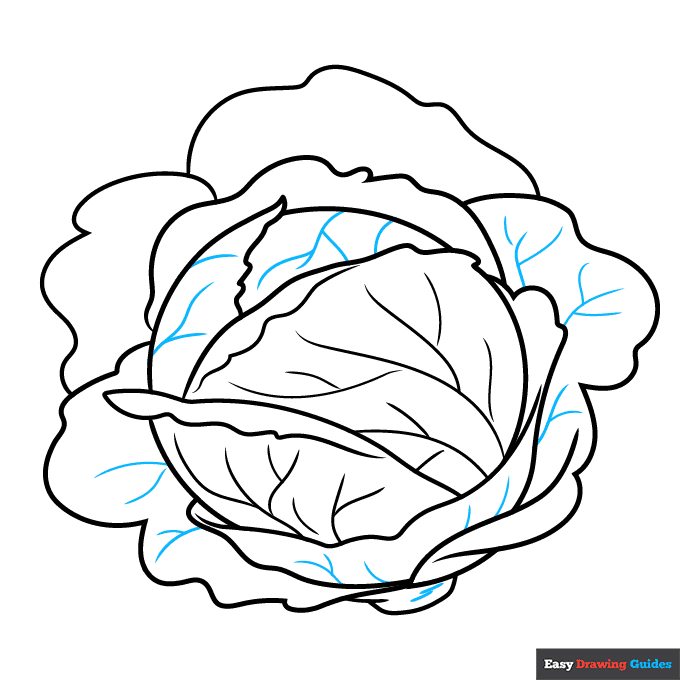 Cabbage step-by-step drawing tutorial: step 8
