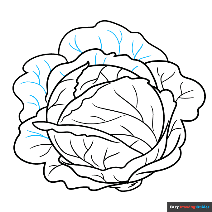 Cabbage step-by-step drawing tutorial: step 9