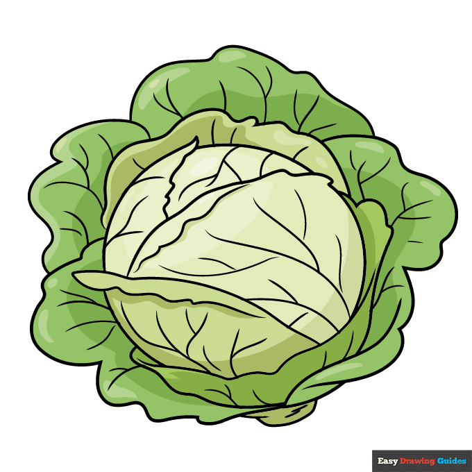 Cabbage step-by-step drawing tutorial: step 11