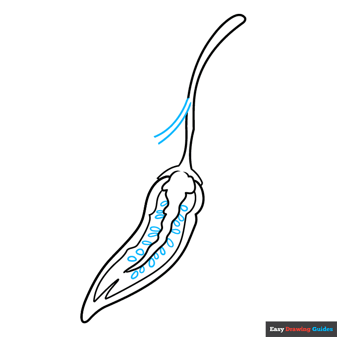 Chili Pepper step-by-step drawing tutorial: step 4
