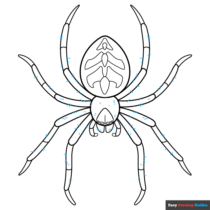 Easy Realistic Spider step-by-step drawing tutorial: step 9