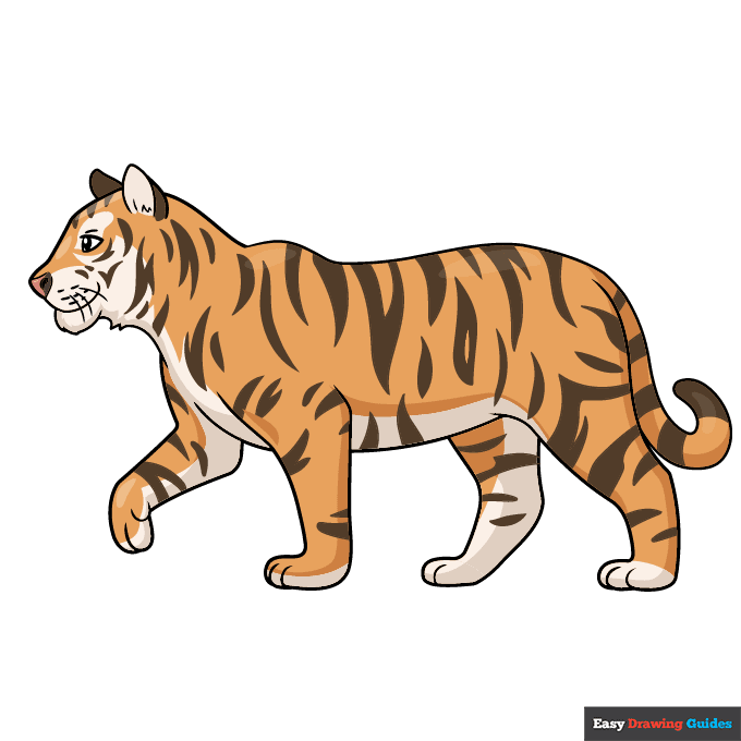 Easy Realistic Tiger step-by-step drawing tutorial: step 11