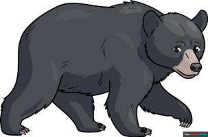 How to Draw a Black Bear