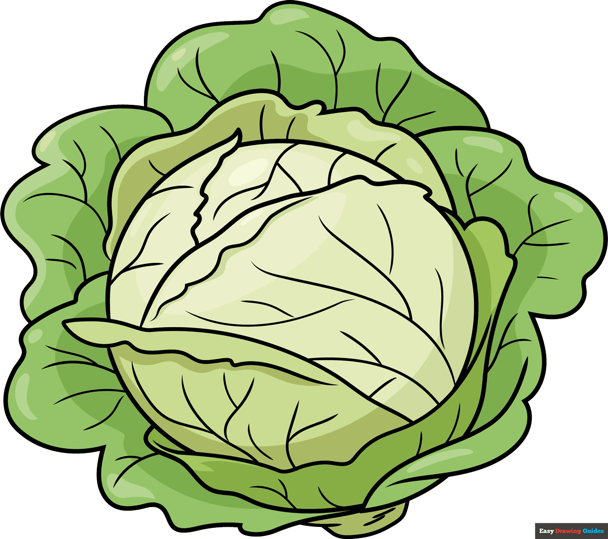 How to Draw a Cabbage Featured Image