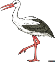 How to Draw a Stork