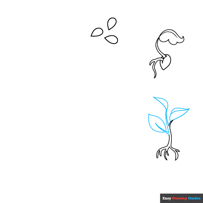 Plant Life Cycle step-by-step drawing tutorial: step 3