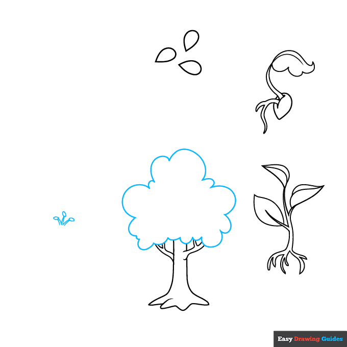 Plant Life Cycle step-by-step drawing tutorial: step 5