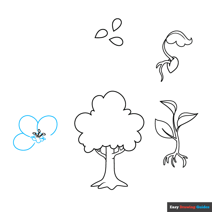 Plant Life Cycle step-by-step drawing tutorial: step 6