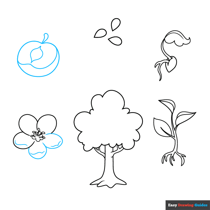 Plant Life Cycle step-by-step drawing tutorial: step 7