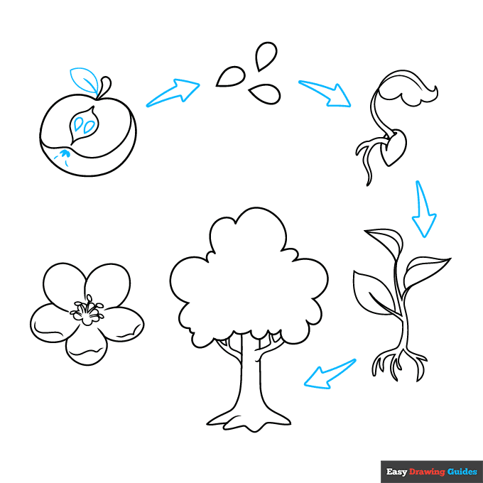 Plant Life Cycle step-by-step drawing tutorial: step 8