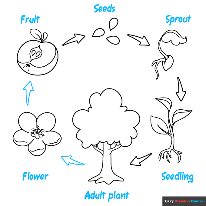 Plant Life Cycle step-by-step drawing tutorial: step 9