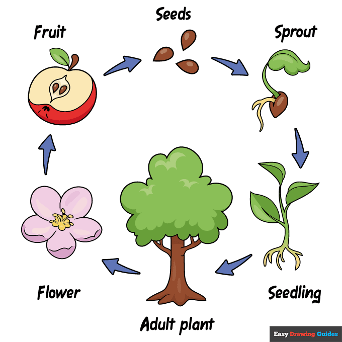 Plant Life Cycle step-by-step drawing tutorial: step 11