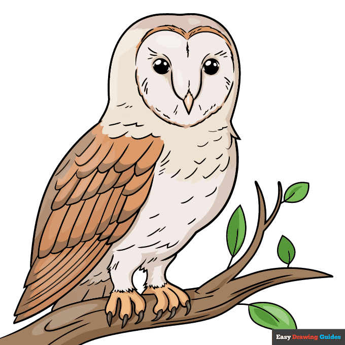 barn owl step-by-step drawing tutorial: step 10