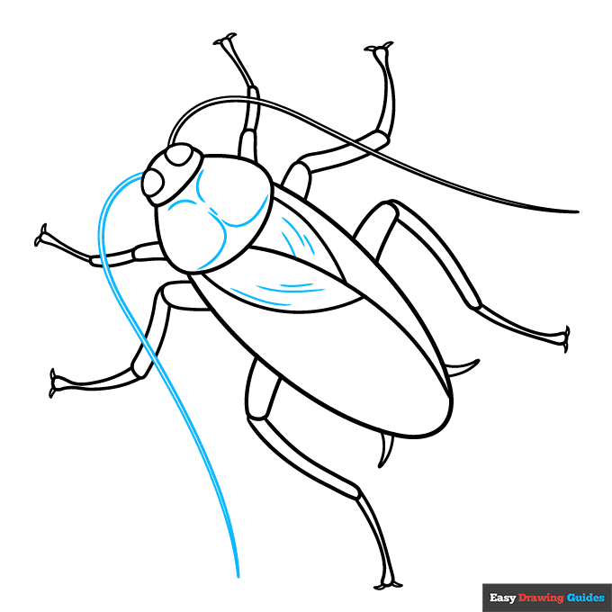 Cockroach step-by-step drawing tutorial: step 7