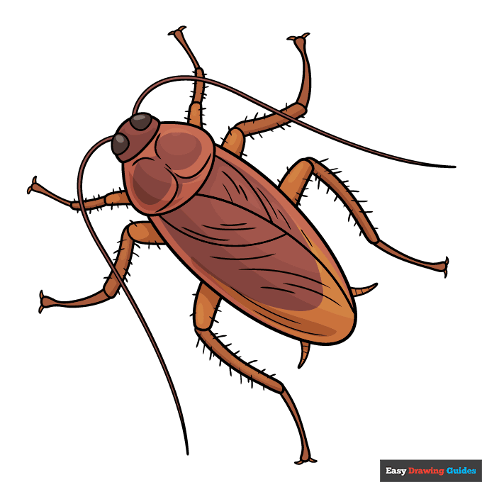 Cockroach step-by-step drawing tutorial: step 11
