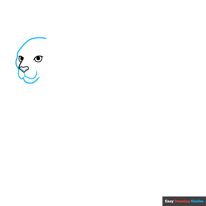 Cougar step-by-step drawing tutorial: step 2
