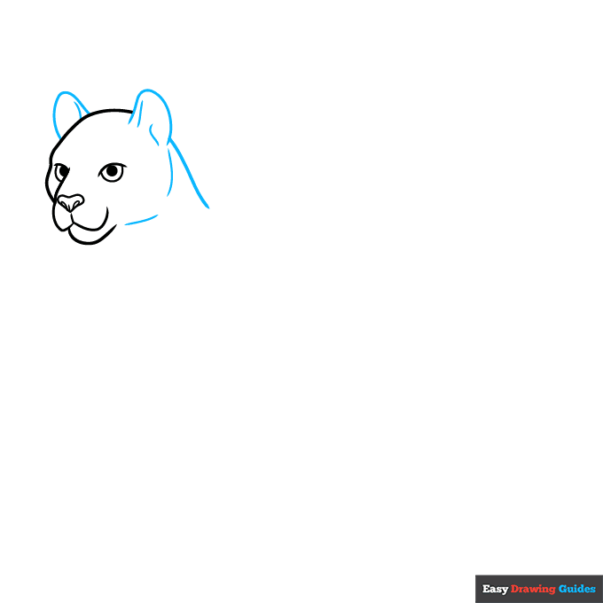 Cougar step-by-step drawing tutorial: step 3